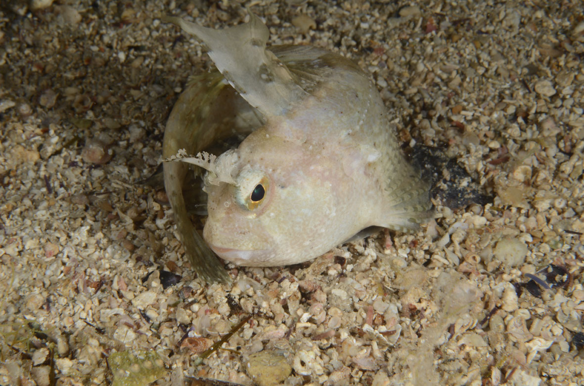 Blennius ocellaris